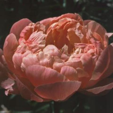 Paeonia 'Coral Charm', double bloom with coral petals