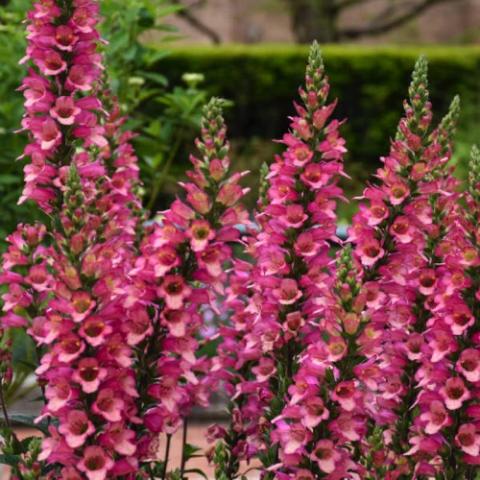 Digiplexis Illumination Berry Canary, dark magenta foxglove-like flowers