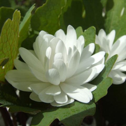 Double bloodroot, like a white waterlily
