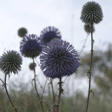 Echinops adenocaulos in autumn