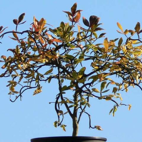 Trifoliate orange Flying Dragon, twisted branches and thorns