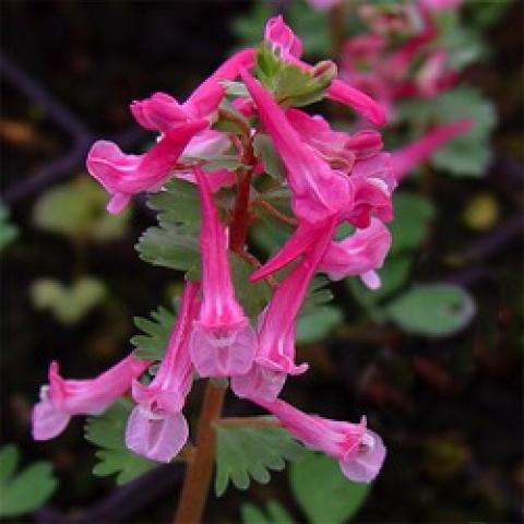 Dieter Schacht fume root, dark pink long tubular flowers