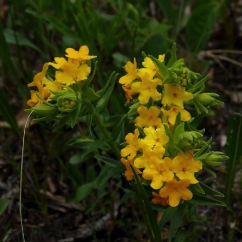 Lithospermum caroliniense, gold-orange simple flowers in clusters