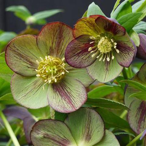 Helleborus Winter Jewels Jade Star, green flowers with red streaks, yellow centers