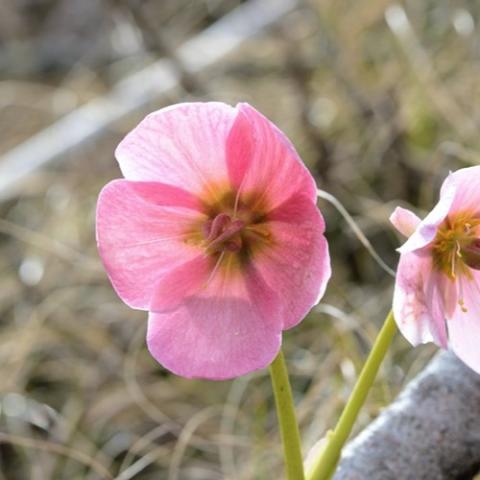 Helleborus niger macranthus roseus, pink single cupped flower