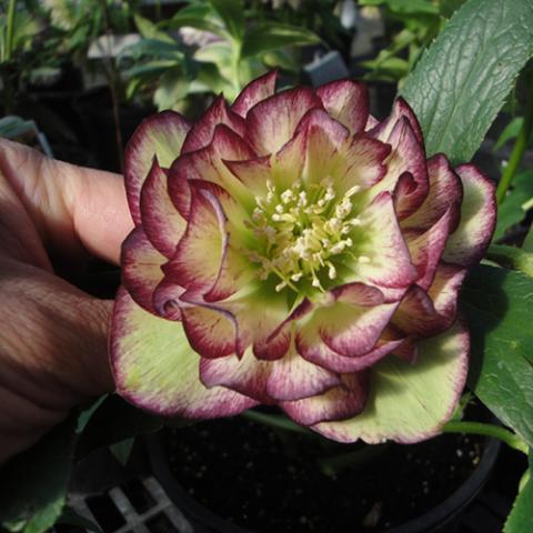 Helleborus Winter Jewels Rose Quarts, double yellow-green with wine wedges, yellow center