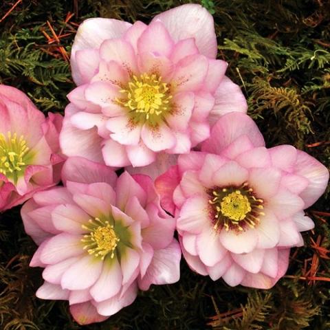 Helleborus Winter Jewels Cotton Candy, double light pink, yellow centers