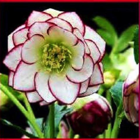 Helleborus Winter Jewels Fire & Ice, white overlapping petals with dark red edges