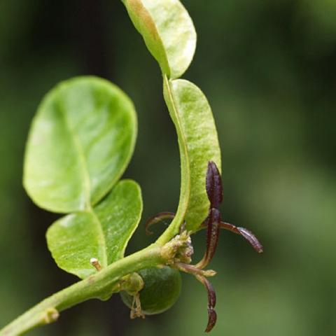 Kaffir lime double leaves, green