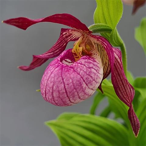Cypripedium Barbel Schmidt, dark magenta pouch with some white, dark magenta petals