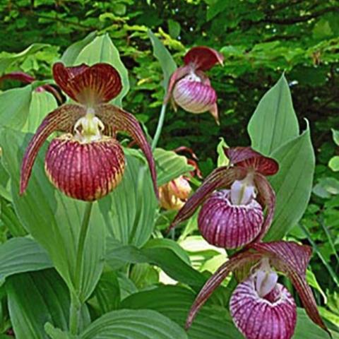 Cypripedium Frosch's Harlequin, red to purple on the pouch and petals