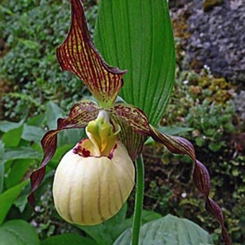Cypripedium Frosch's Mother Earth, light yellow pouch and purple-brown petals