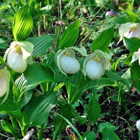 Cypripedium Sabine Pastel, white pouch and lightest yellow petals