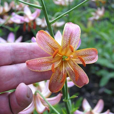Attiwia martagon lily, light pink, downfacing, yellow in the throat