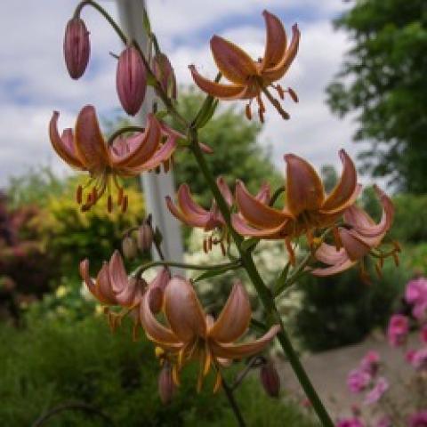 Martagon lily Fairy Morning, pink down facing lilies
