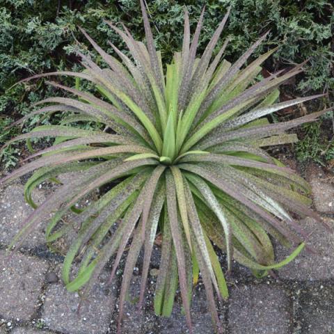 Mangave Bad Hair Day, narrow leaves curving down, reddish tinged
