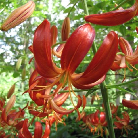 Lilium martagon Hantsing, red-orange, downfacing