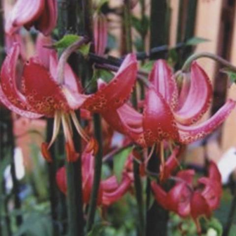 Lilium martagon 'Manitoba Morning', dark pink down-facing lilies, speckles