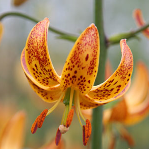 Lilium martagon Sunny Morning', orange and gold downfacing lilies