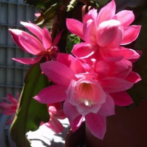 Disocactus German Empress, dark pink orchid cactus blossoms