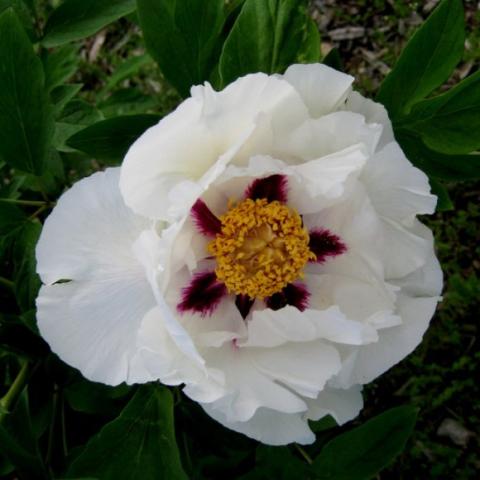 Paeonia rockii, white semi double with gold center edged in red