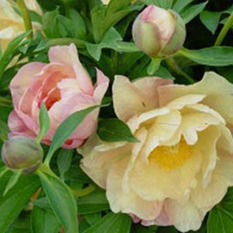 Paeonia 'Singin' in the Rain', yellow bloom, almost rose blooms