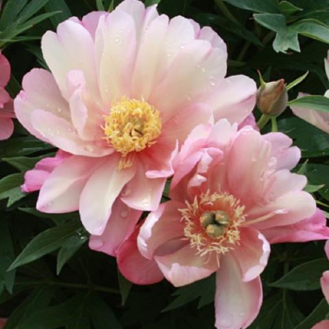 Light pink double peony