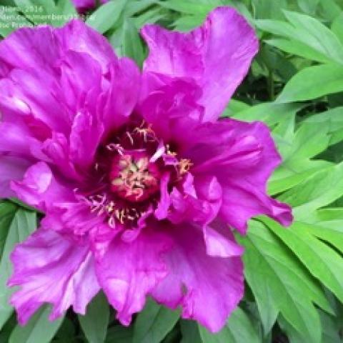 Morning Lilac woody peony, vibrant pink-lavender flower