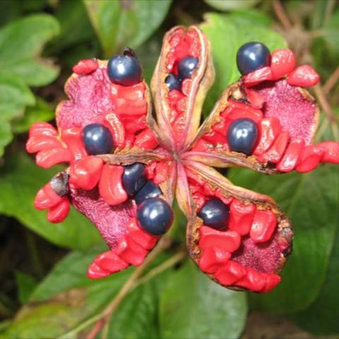 Paeonia obovata, post-bloom with showy red casing and dark seeds