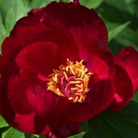 Paeonia Scarlet Heaven, dark red petals and gold center