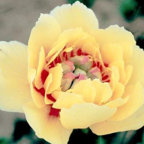 Peony Border Charm, yellow semi-double with red center