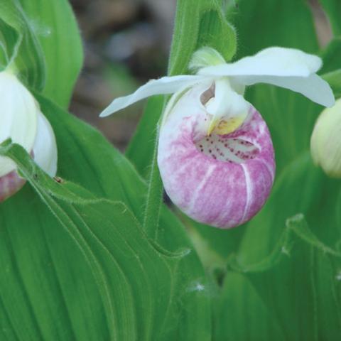 Pink and white showy lady' slipper, pink bowl and white petals