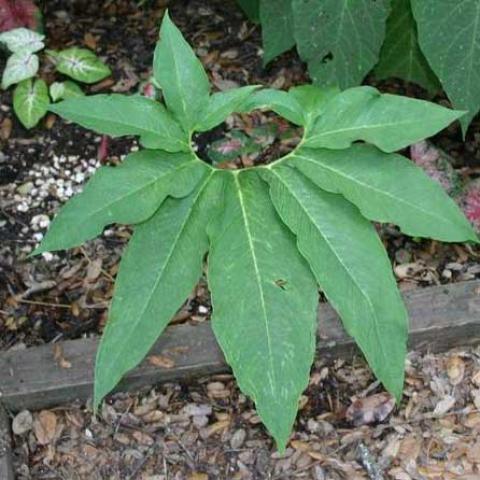 Sauromatum venosum, circle of green long pointed leaves