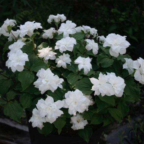 Trillium grandiflorum Plenum, double white blooms