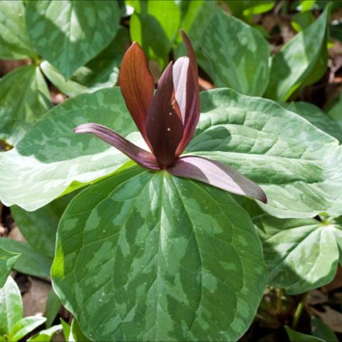 Trilium cuneatum, water-stained green leaves and dark red flower