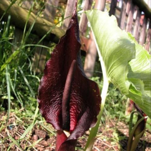 Typhonium giganteum, purple dark spathe