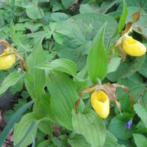 Cypripedium parviflorum, yellow slippers with brown twisted petals