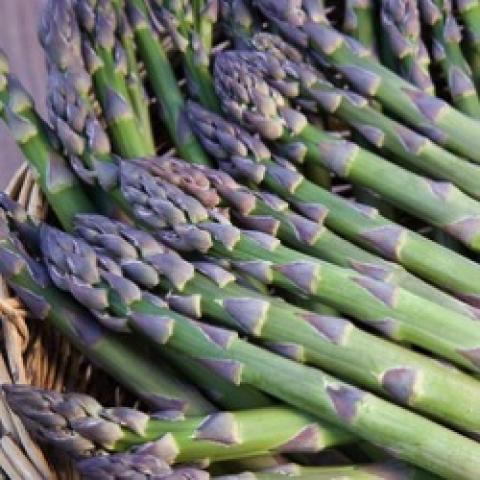 Millennium asparagus, green stalks, slightly purple tips