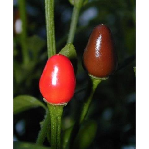 Birds Eye Baby pepper, small oval red hot pepper