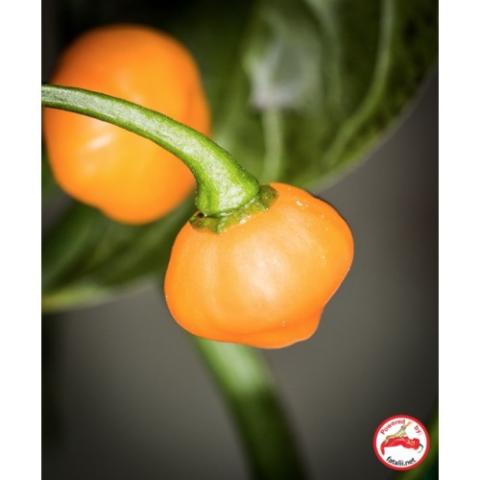 Pepper Capezzoli di Scimmia, gold and shaped like what its name means (monkey nipple)