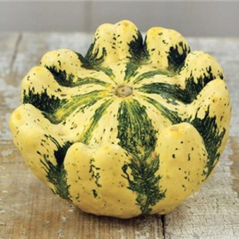 Squash Patisson Panache Jaune et Verte, green and yellow striped pattypan
