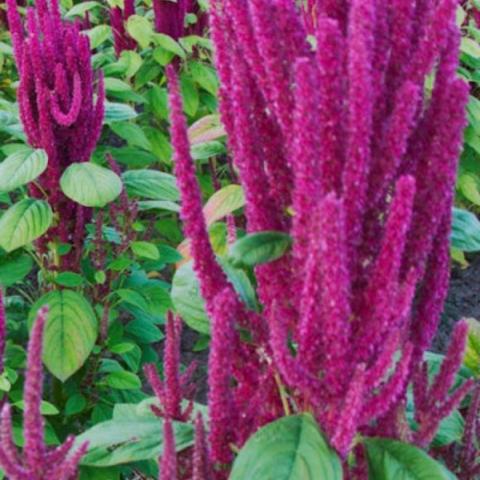 Amaranthus Lotus Purple, dark purple seed heads