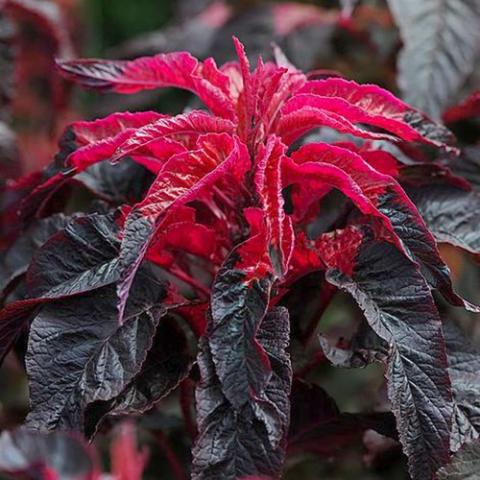 Amaranthus Molten Fire, dark leaves with bright red leaves at the top