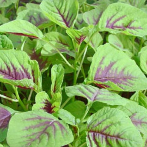 Amaranthus 'Yin Tsai', green leaves with thick red veins