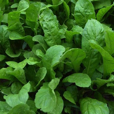 Arugula Apollo, green leaves