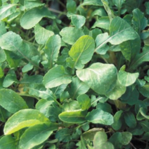 Arugula, green leaves