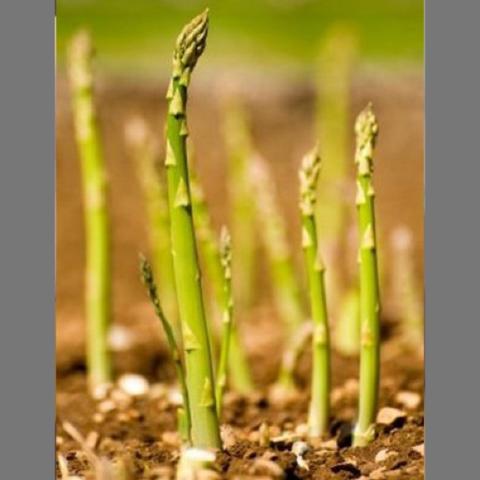Mary Washington asparagus growing in the ground