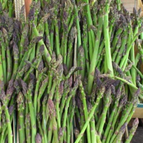 Jersey Giant asparagus, green spears with slightly purplish tops