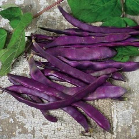 Blauhilde beans, purple pods
