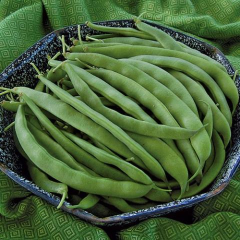 Bean Bountiful, long green beans